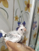 Cocotail bird